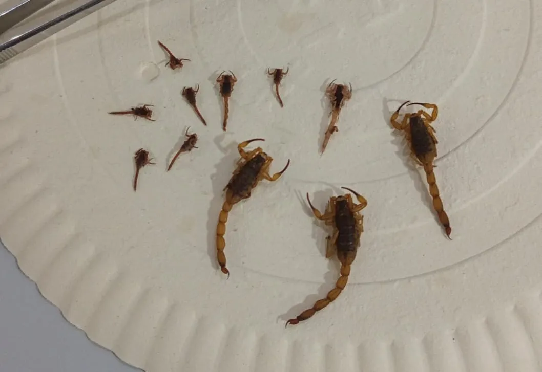 11 escorpiões amarelos são capturados em busca noturna no centro de Nova Fátima